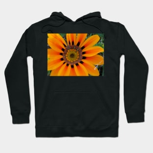 Gazania 8 Hoodie